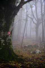 Fototapeta premium Fog in the forest in Suva planina, Serbia