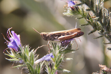 Grasshopper perched on vibrant blue blossoms in a sunny garden during the warm afternoon hours
