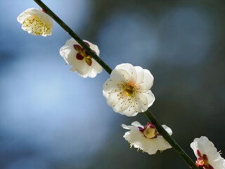 早春の美しい白梅