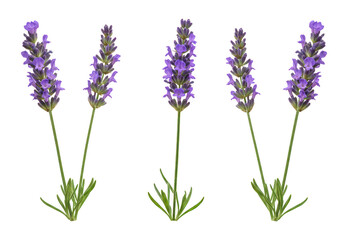 Naklejka premium A set of purple lavender plants with delicate blossoms extending from thin green stems isolate on transparent background