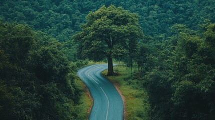 Fototapeta premium A narrow road winding through a dense forest with a majestic tree in the center
