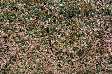 Dense Green Leaf Texture with Variegated Colors
