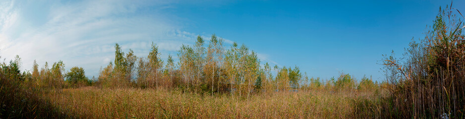 Panorama of an autumn tree and wild chrysanthemum flowers on a large lawn.