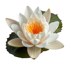 Serene White Lotus Blossom with Vibrant Yellow Center Surrounded by Green Leaves