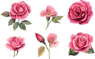 Naklejka premium set of pink roses