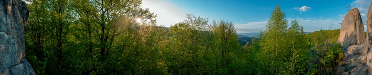 Beauitful green forest photo. Pine trees and a path in the forest. Summer mountain background. Rila mountain, Bulgaria