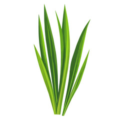 Simple flat 2D icon wheatgrass isolated on transparent background, flat design, vector, animation design, simple flat 2D icon, clipart, Traditional Persian New Year, Nowruz 