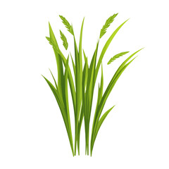 Very Simple flat 2D icon green wheatgrass isolated on transparent background, flat design, vector, animation design, simple flat 2D icon, clipart, Traditional Persian New Year, Nowruz 
