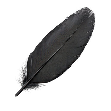 Fototapeta A realistic black feather isolated on transparent background.PNG