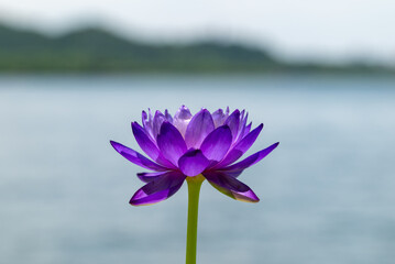 Stunningly Beautiful Purple Lotus Flower Surrounded by a Lush Natural Waterscape Environment
