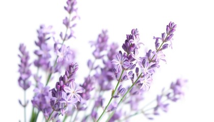 Obraz premium Delicate lavender blossoms, vibrant purple hues, isolated on pure white background, plant, summer