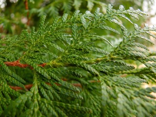 Green leaves of thuja close-up