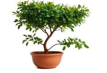 Small potted tree, lush green foliage, isolated on white, healthy, isolated