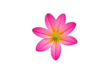 Fototapeta premium A single, vibrant flower, petals perfectly formed, isolated on pure white, botany, high-resolution