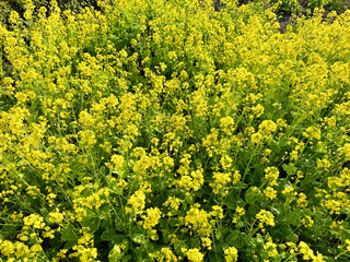 満開な菜の花畑