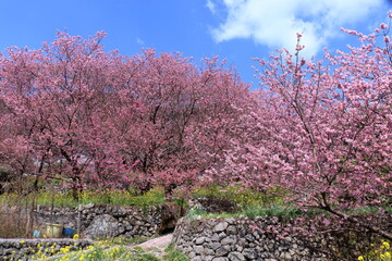 雪割桜　花時　（高知県　須崎市）