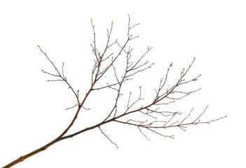 Delicate, bare branches isolated against a pure white backdrop, branch, stem