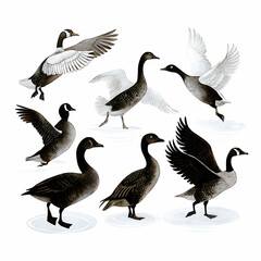 Duck Silhouette Collection - Black and White Set of ducks silhouettes in different poses.