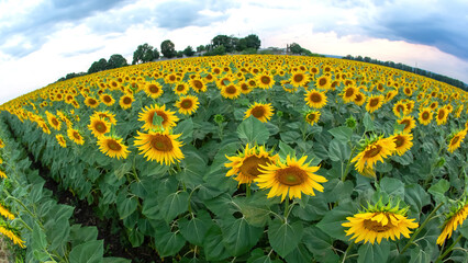 Obraz premium large field of blooming sunflowers. Agronomy, agriculture