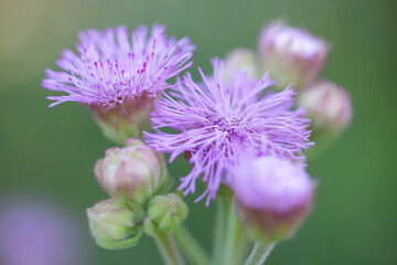 floss flower