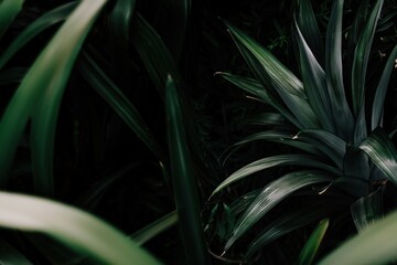 Obraz premium Lush Green Leaves Surrounded by Dark Green Foliage in Nature