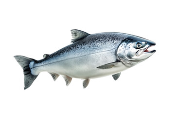 Obraz premium Silver salmon fish with fine details, textured scales and fins isolated on white transparent background. Concept of aquatic life