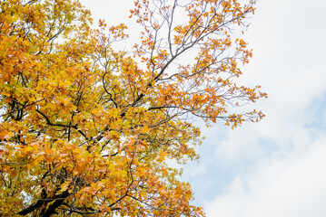 Fototapeta premium Autumn branches with yellow leaves