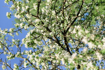 Flowering branches of apple tree