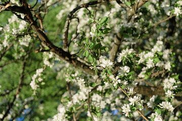 Flowering branches of apple tree
