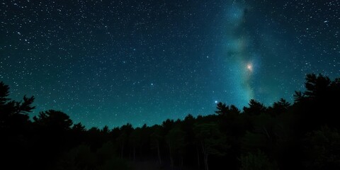 Starry night sky blankets dark, ancient forest, silhouette, branches