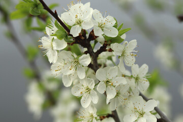 A lush branch with white wild cherry flowers on a lake background.
