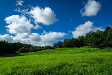 
Photograph of a beautiful tea plantation in Meravu, with a blue sky and white clouds overhead. The green grass on the hillside is covered by dense trees, creating an idyllic scene of nature. 