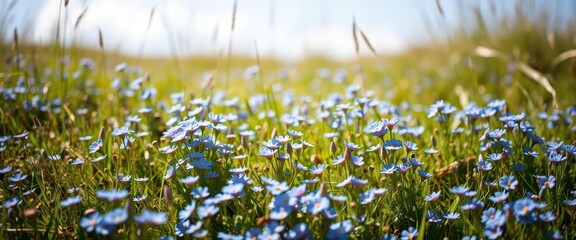 Fototapeta premium Tiny blue wildflowers carpet a sun-drenched meadow, purple, macro