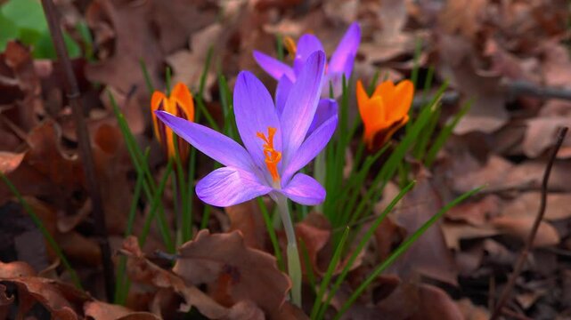 Blue and yellow crocuses blooming in the garden in early spring
