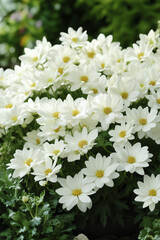 Abundant white daisy-like flowers in full bloom.