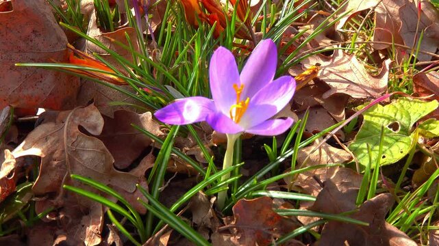 Blue and yellow crocuses blooming in the garden in early spring