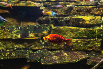 Tropical marine fish on a coral reef. Oceanarium, wildlife, colorful underwater world, aquarium.