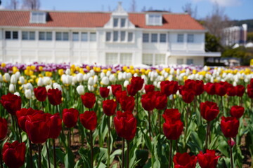 並ぶ色とりどりのチューリップ