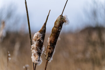 Two Cattail Plants in Nature During Late Autumn Season © Frankix