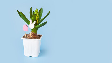 Obraz premium young hyacinth flower in a plastic pot. Easter wooden toys in egg shape and rabbit head on minimal pastel light blue background. kids, child, childhood, eggs hunt concept. copy space, place for text