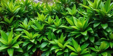 Obraz premium Lush green tropical foliage, vibrant jungle leaves, dense bush, environment, jungle plants