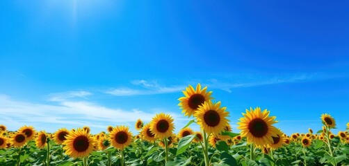 Vast field of sunflowers under a brilliant blue sky, photo, canvas