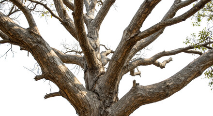 Majestic Old Tree Branches Detailed Close Up Shot Showing Rough Bark Texture and Sunlight