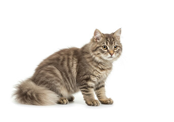 Obraz premium Turkish angora isolated on white background.