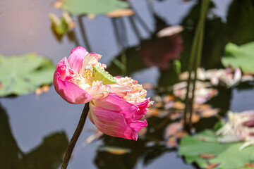 Beautiful large pink sacred lotus flower. Indian lotus (Nelumbo nucifera) on a pond