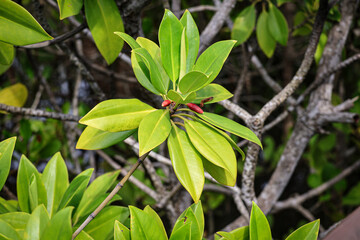 Rosette of leaves of the red mangrove tree (Rhizophora mangle), growing in the intertidal zone