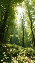 Obraz premium Sun-dappled forest floor, vibrant green leaves, scene, branch