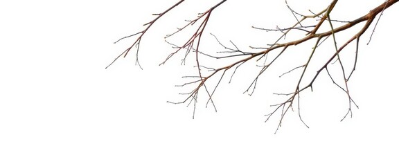 Obraz premium Delicate, bare branches isolated against a pure white backdrop, abstract, simple
