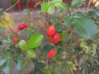 Ripe red color fruits of  Lime berry on branch and leaves in nature environment. Another name is Sweet lime or Myrtle lime.,Ripe Red Fruit of Lime Berry 

