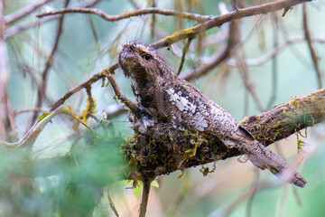 Hodgson's Frogmouth Bird (Batrachostomus hodgsoni) on nest, Bird from Thailand.